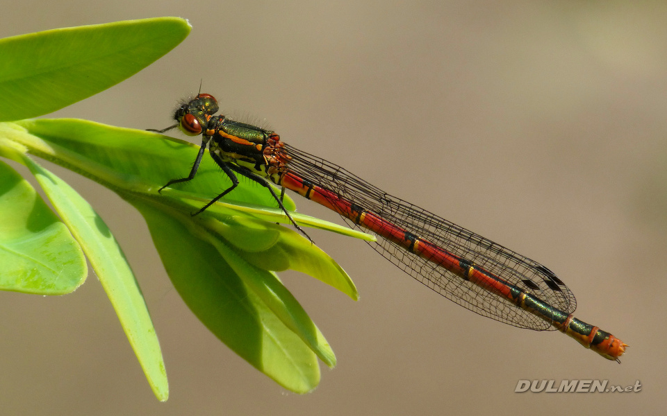 Large Red Damsel (Female, Pyrrhosoma nymphula)